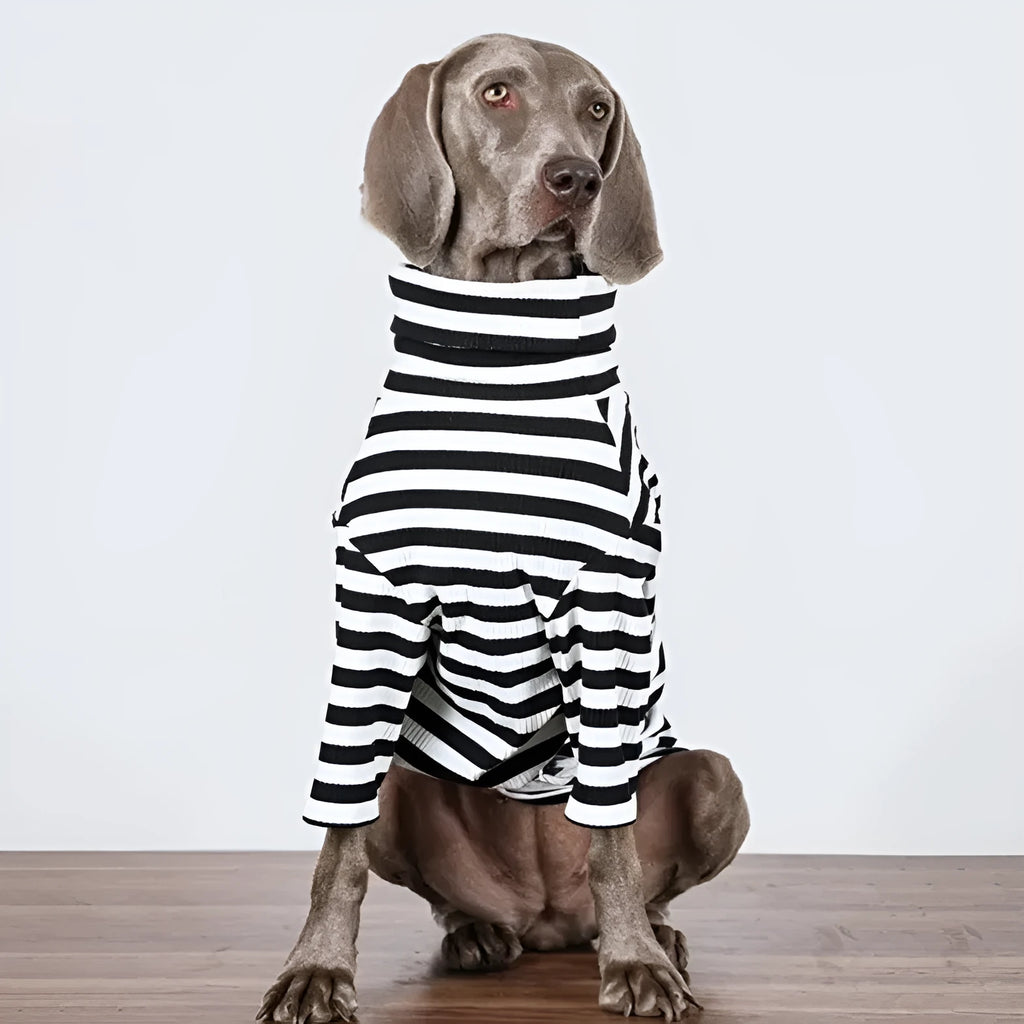 Large dog wearing thin black and white polyester inner clothing