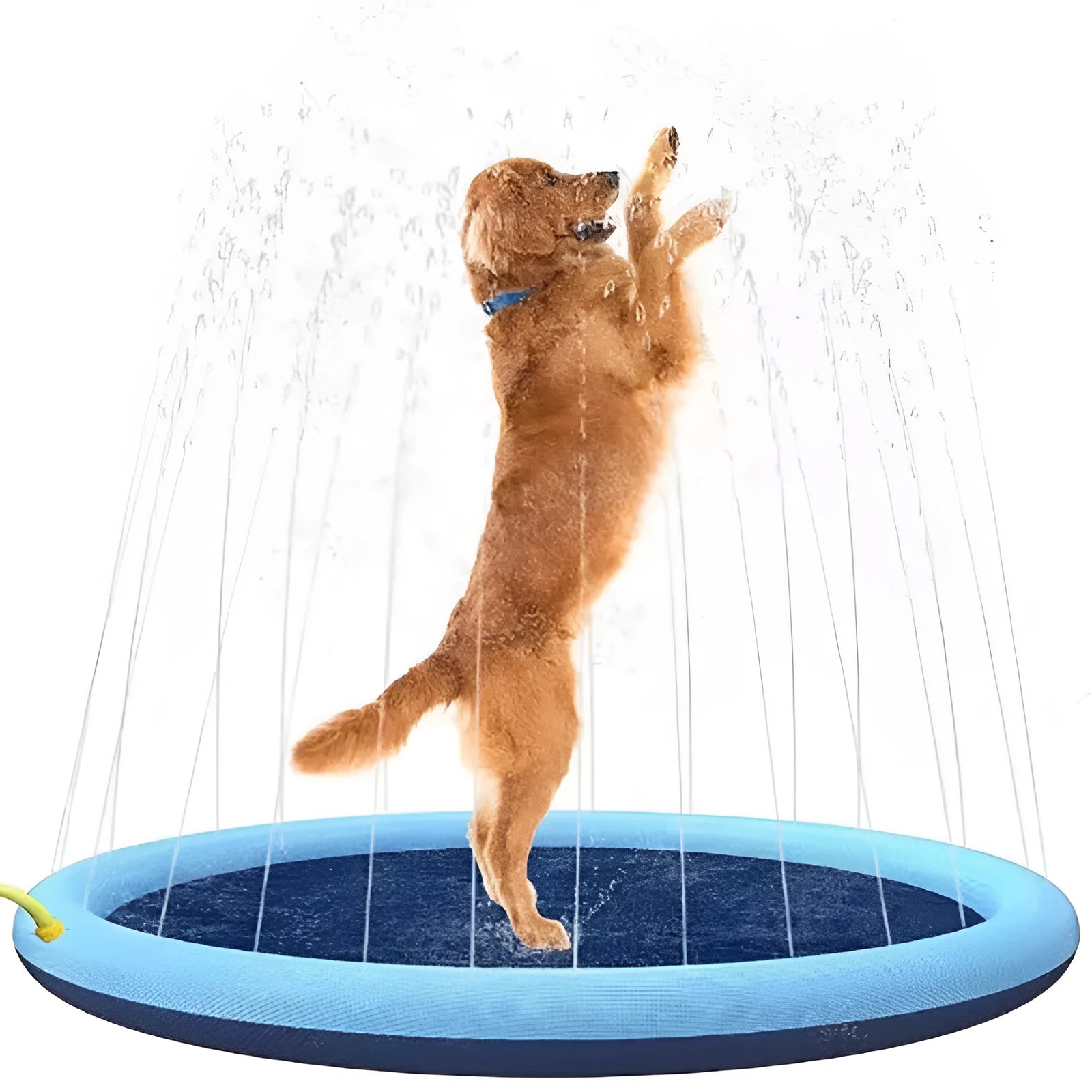 Bright blue inflatable dog splash pad with textured base, shown in a garden setting.