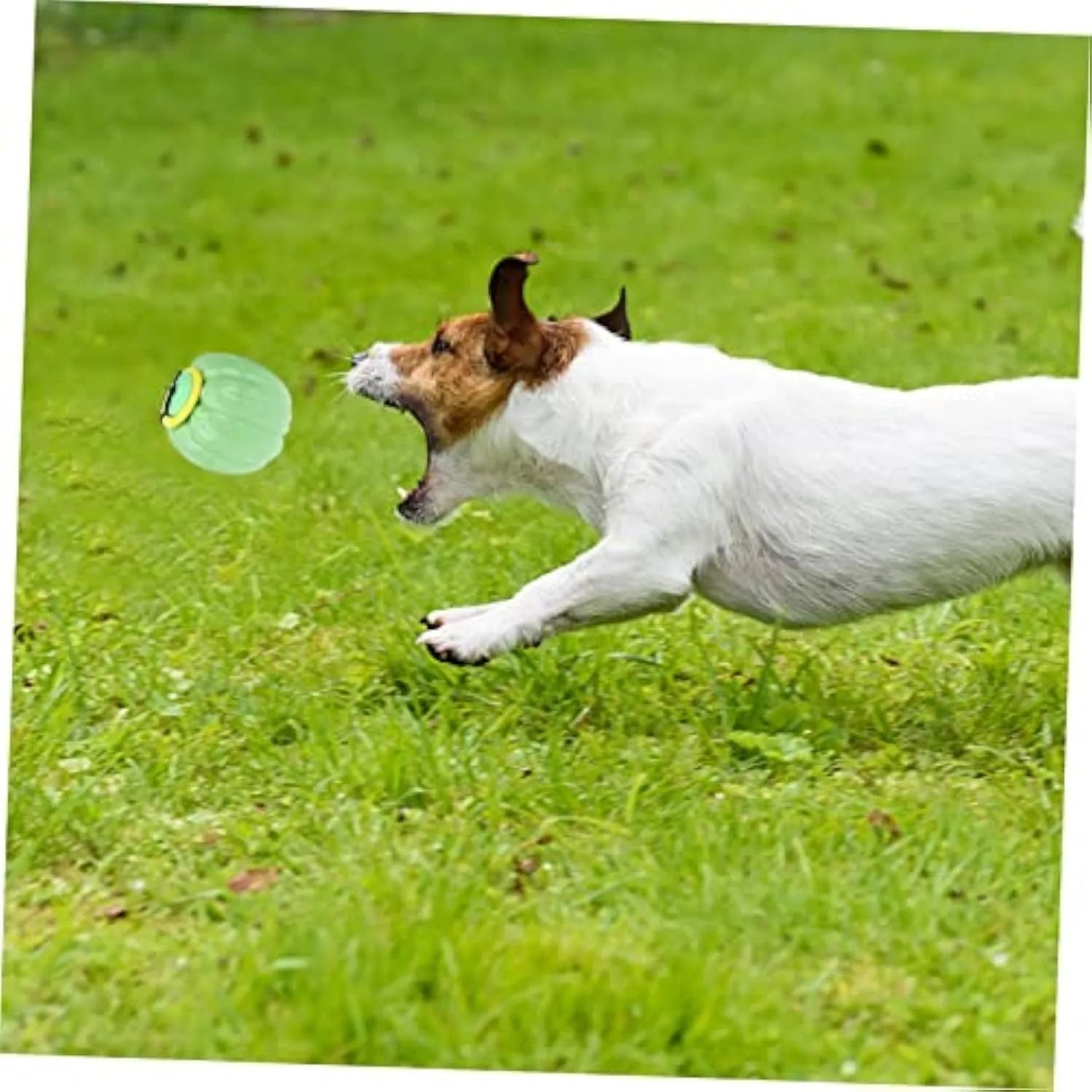 Halloween pumpkin dog chew ball with squeaker in green, orange and yellow colours for small dogs