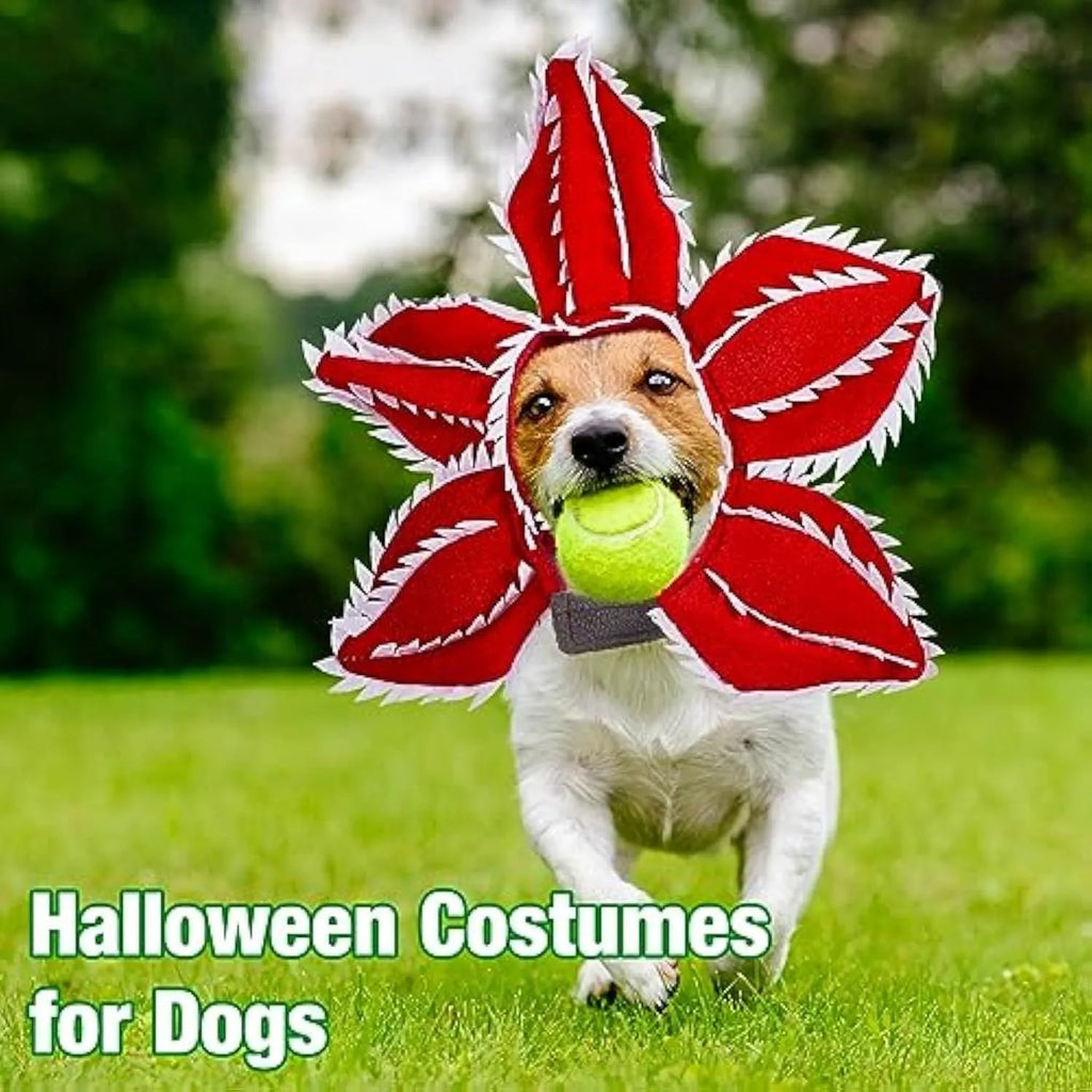 Dog wearing Halloween chomper demon costume with scary headband and flower details