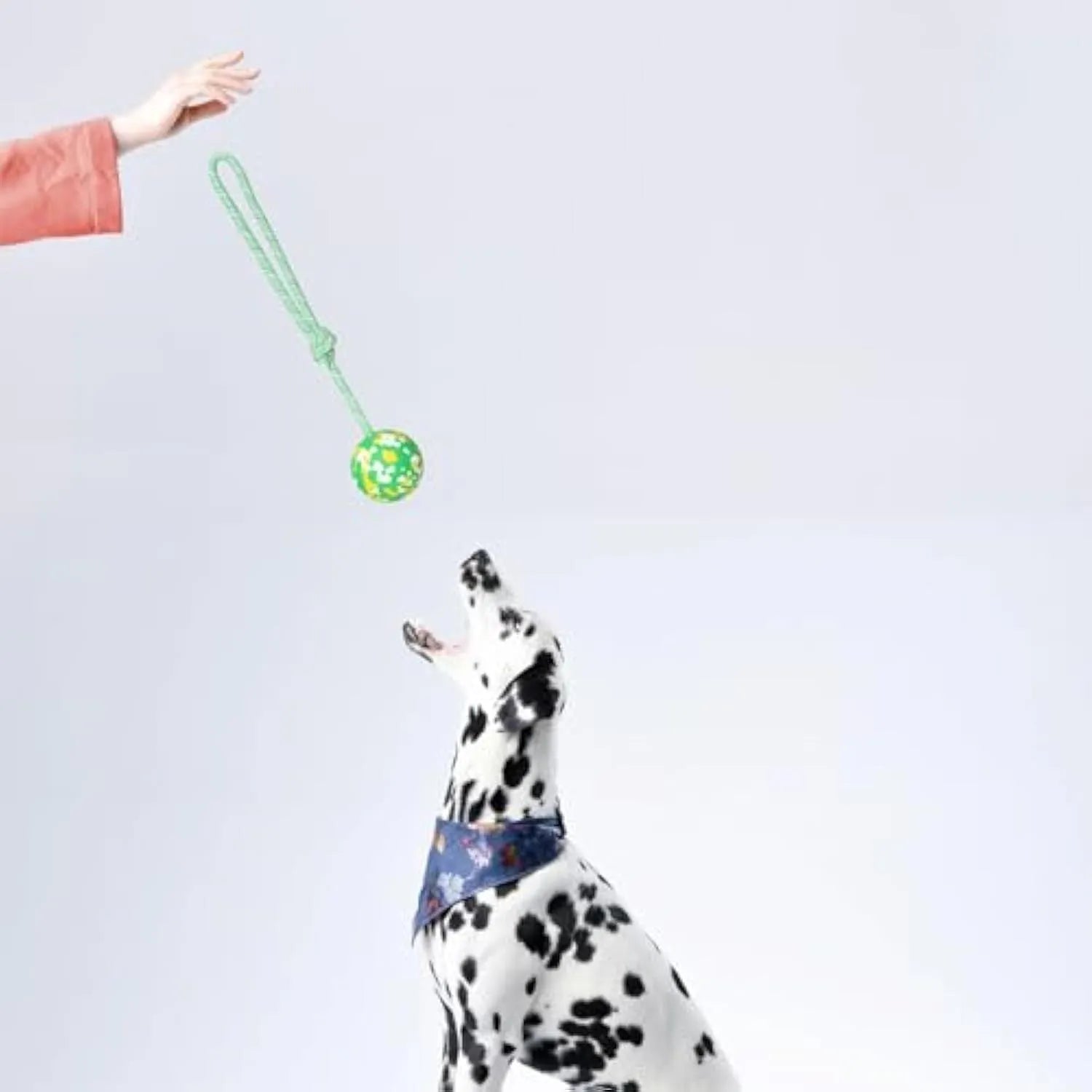 Natural rubber dog ball attached to a blue nylon rope for fetch and tug games.