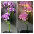 Solar hydrangea garden lights with plant modelling in outdoor setting showing colour variations
