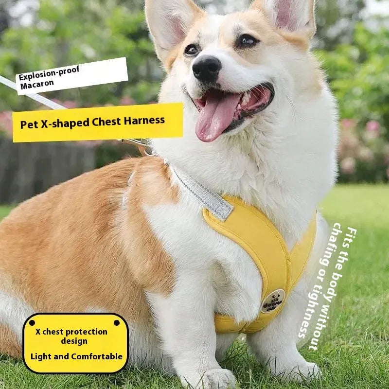 Blue adjustable dog walking vest with handle and matching rope leash set on a white background.