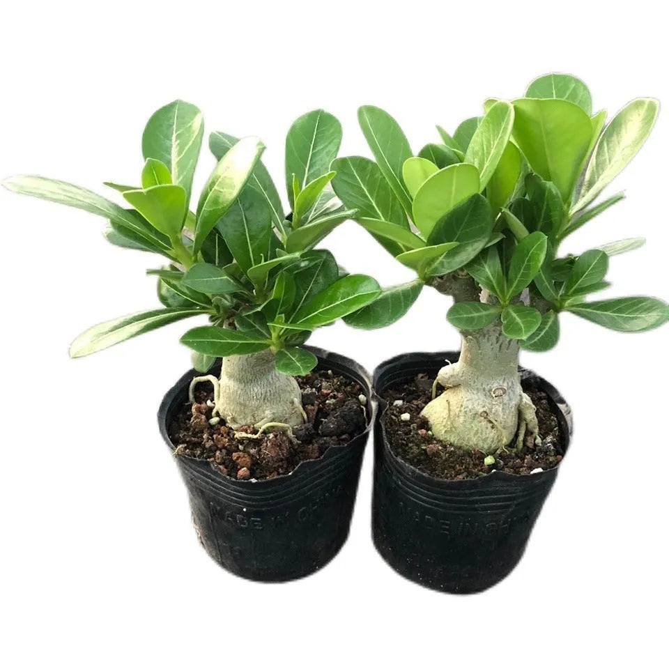 Bare-root desert rose adenium obesum seedlings for planting