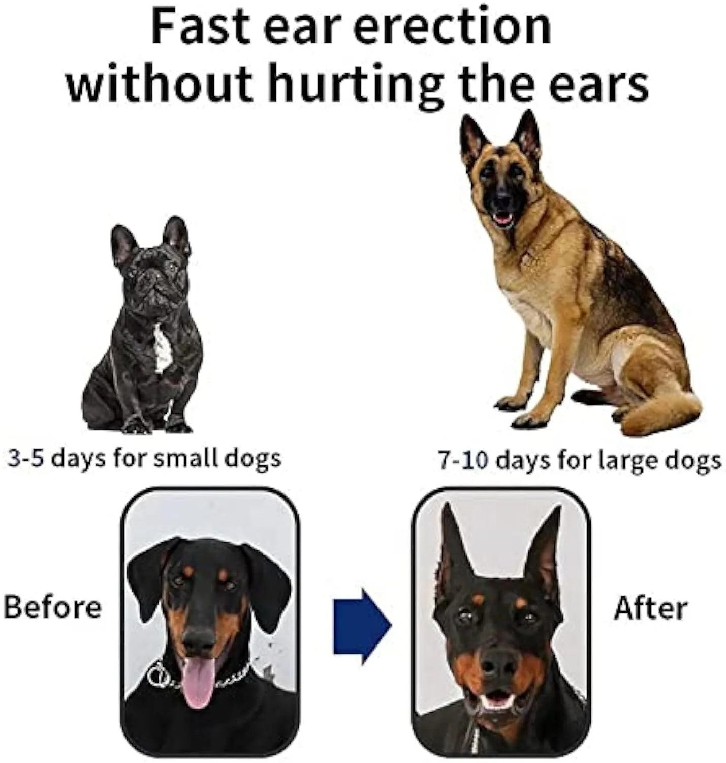 Pack of dog ear support stickers and calcium patch tape for ear correction on Doberman, Corgi, and Sheltie puppies.