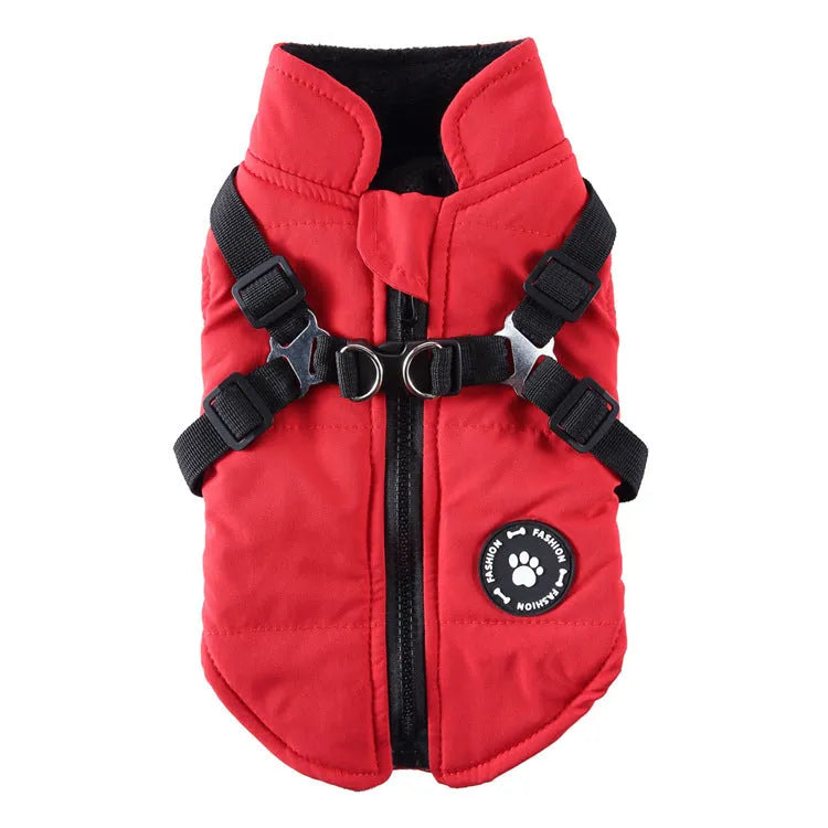 Dog wearing chest strap jacket with cotton padding and polyester outer fabric