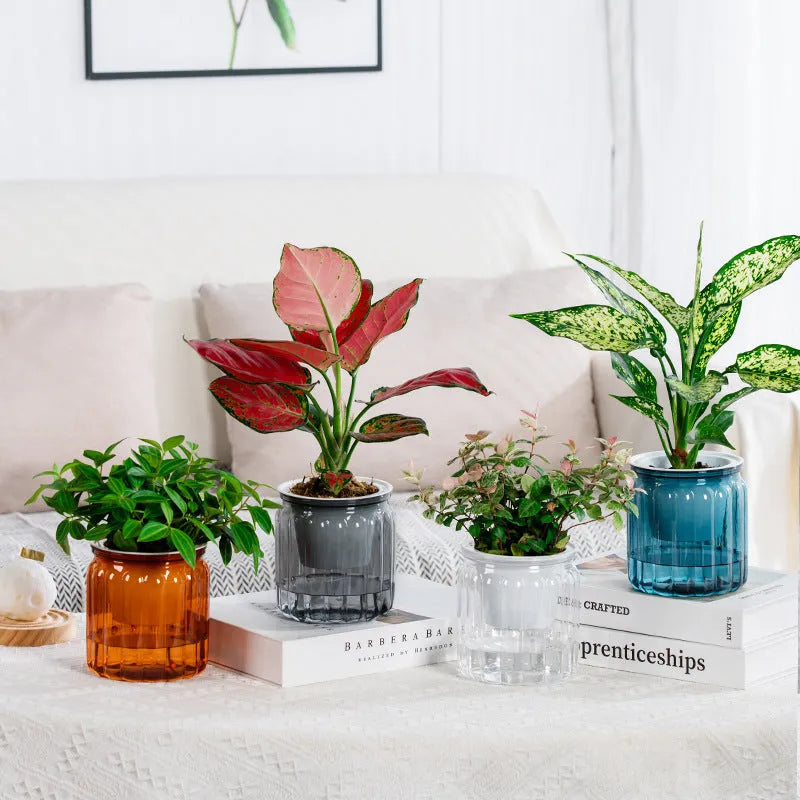 Self-absorbent transparent plastic resin flowerpot for desktop hydroponic planting of small green plants