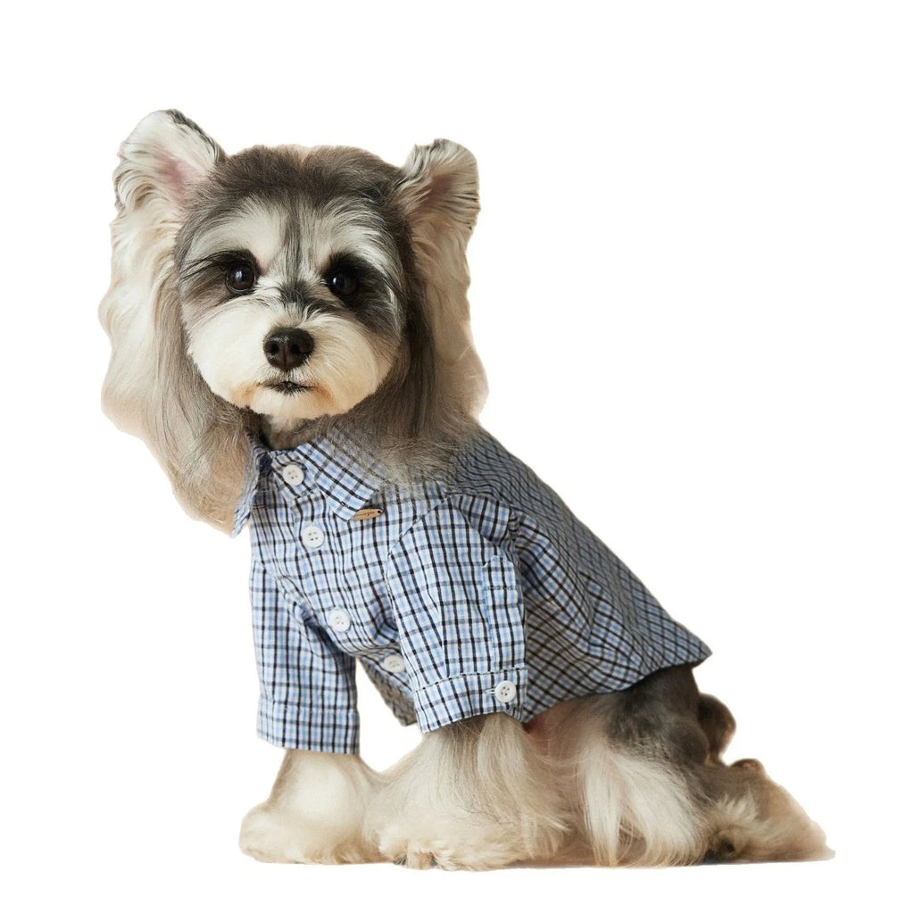 Light blue cotton plaid dog shirt for summer, shown on a small dog, size medium
