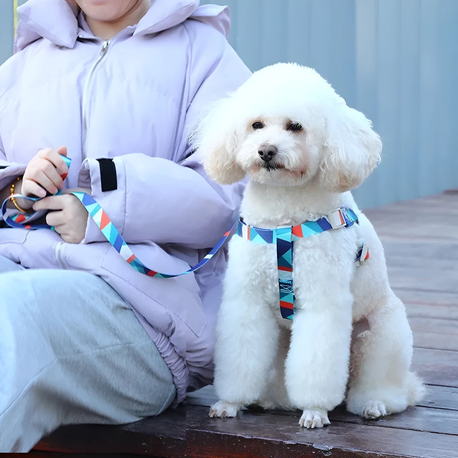 Polyester dog haulage vest and traction rope set in blue colour with size options