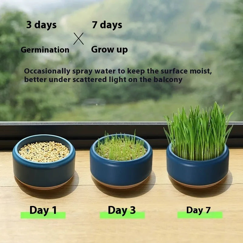 Hydroponic cat grass cups in blue, green, and yellow colours with seed packs for indoor cat enrichment