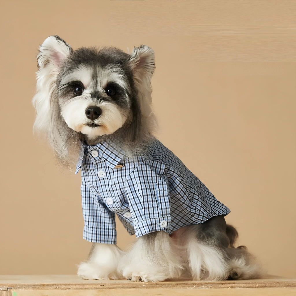 Light blue cotton plaid dog shirt for summer, shown on a small dog, size medium
