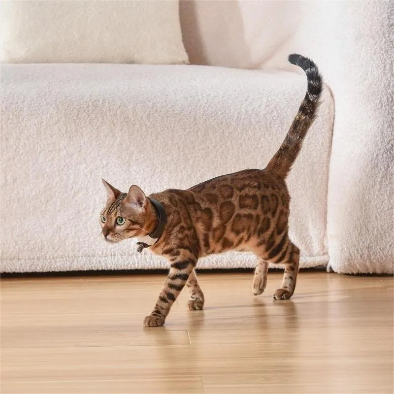 Pet cat toy laser collar in ABS material black colour simple style attached to collar