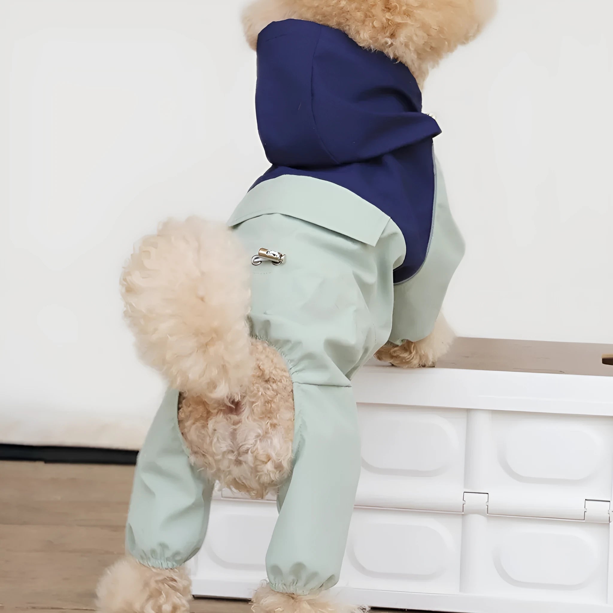 British style waterproof dog jacket in Army Green colour on a small dog
