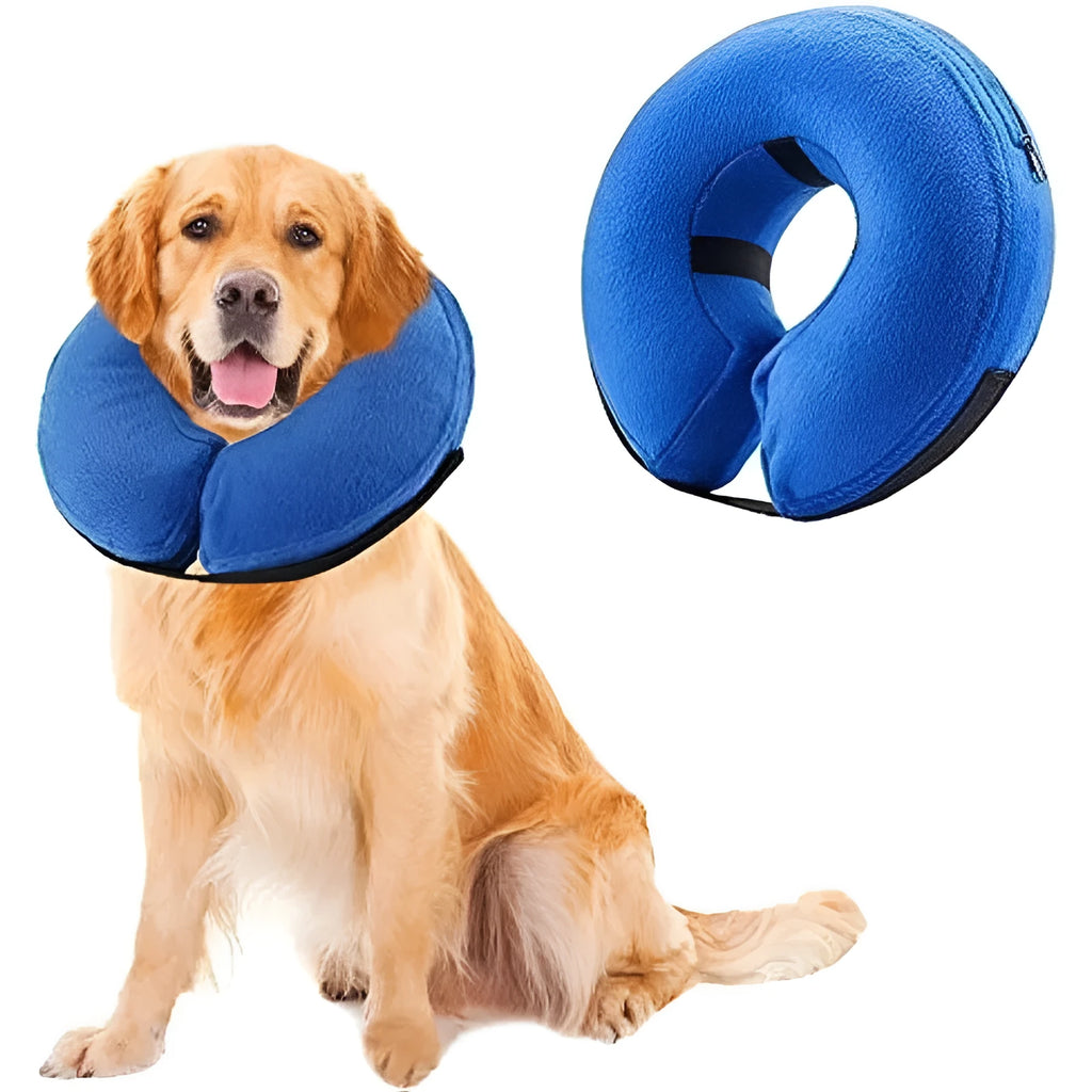 Blue soft inflatable dog recovery collar fastened around a dog's neck as an alternative to a plastic cone.