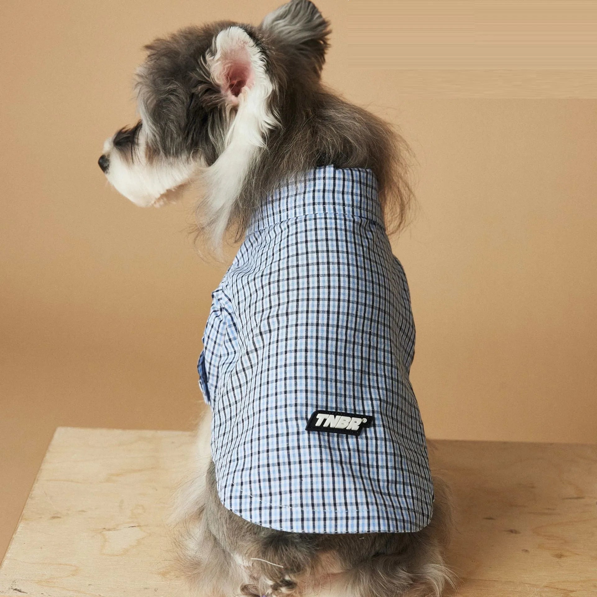 Light blue cotton plaid dog shirt for summer, shown on a small dog, size medium