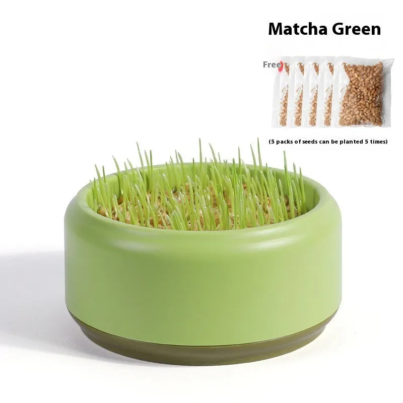 Blue, green, and yellow hydroponic cups with cat grass seeds for soilless indoor growing.
