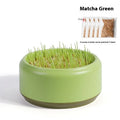 Hydroponic cat grass cups in blue, green, and yellow colours with seed packs for indoor cat enrichment