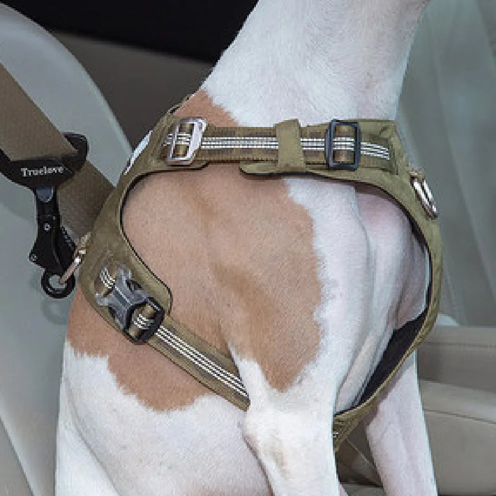 Pet safety buckle made of aluminium alloy, 12.5cm long and 7cm wide, shown in black colour