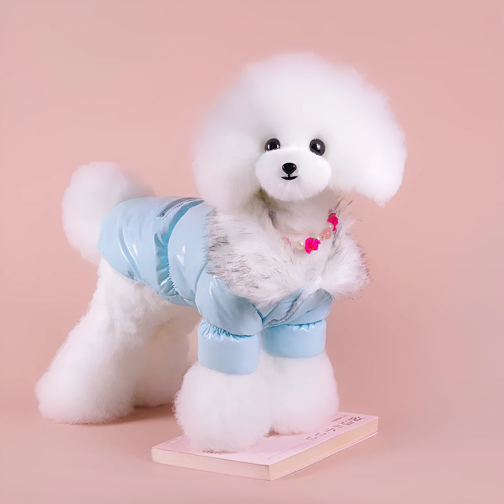 British style blue cotton dog jacket for winter warmth on a small dog, showing size and style.