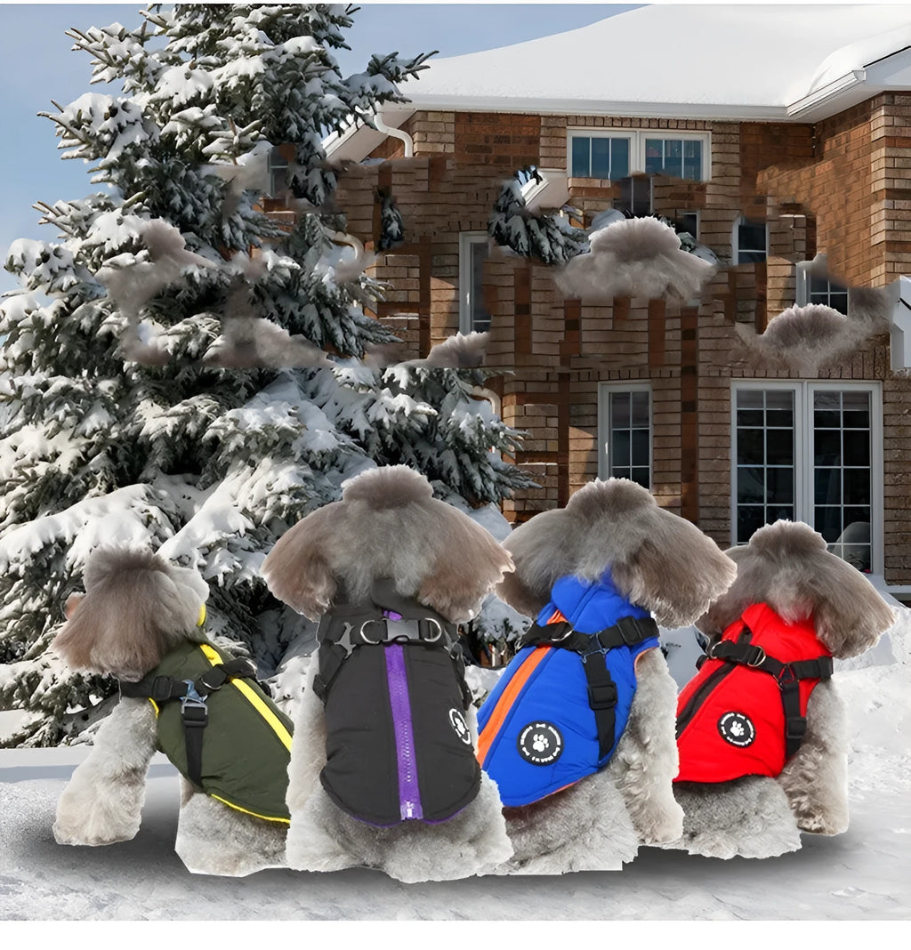 Dog wearing chest strap jacket with cotton padding and polyester outer fabric